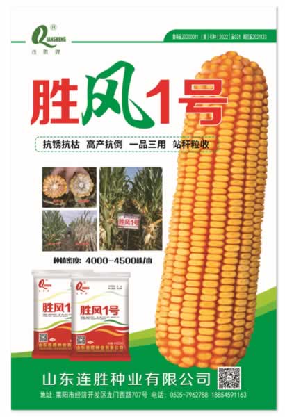 抗锈抗枯、高产抗倒、一品三用、站秆粒收玉米品种—胜风1号